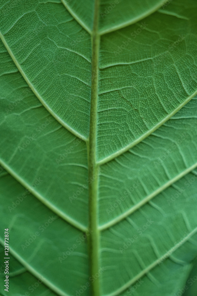 Green leaf texture, closeup Green leaf texture, closeup