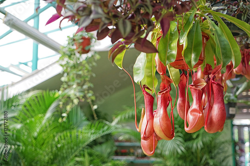 Fotografia Nepenthe in greenhouse, closeup