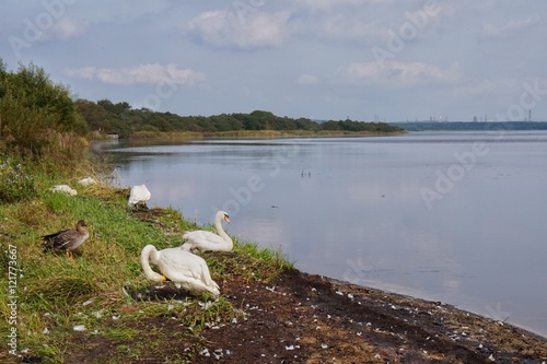 湖の白鳥(ウトナイ湖)