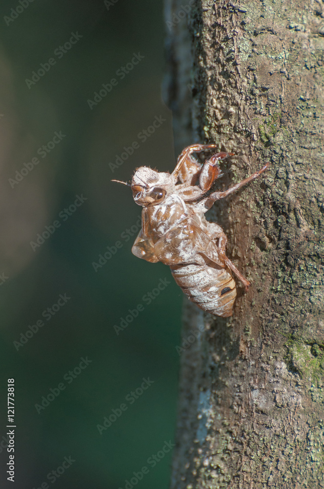 Cicada shell stuck in tree. Shell abandoned by the cicada. Dried shell of Cicada. Side view. Cicada shell stuck in tree. Shell abandoned by the cicada. Dried shell of Cicada. Side view.
