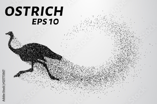 Ostrich from the particles. The ostrich consists of small circles. Vector illustration