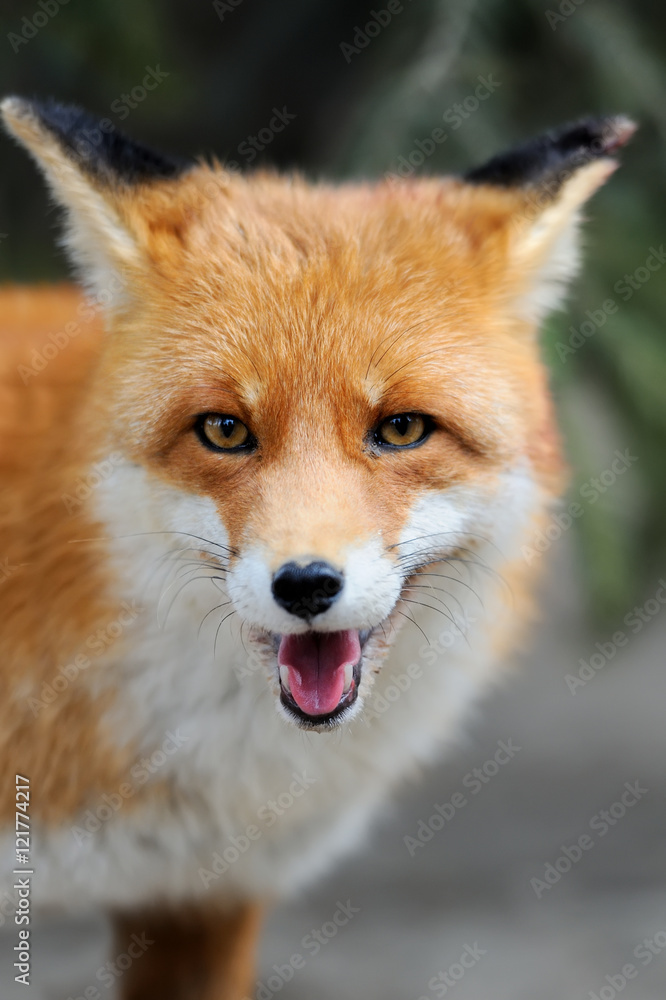 Fototapeta premium Wild red fox portrait