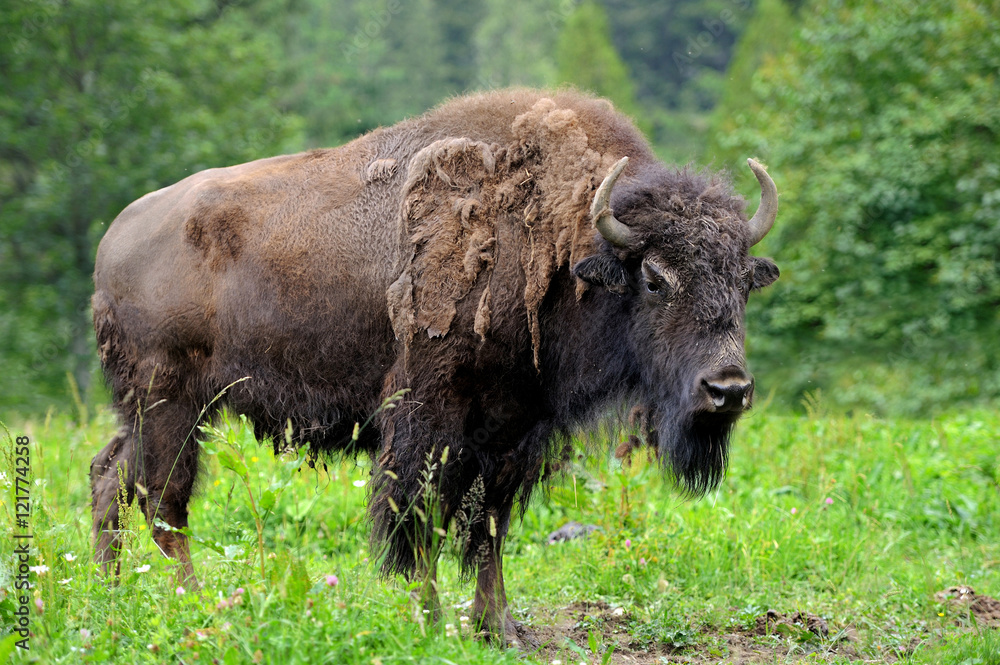 Bison Bison