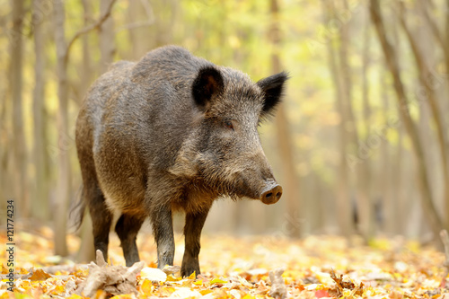 Fotobehang Wild boar in autumn forest