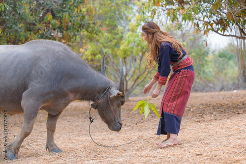 Long hair asian lady try to feed buffalo with leave in her hand.