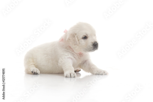 small cute golden retriever puppy, on white background