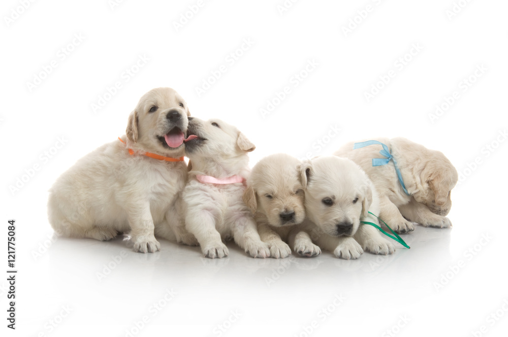 small cute golden retriever puppy, on white background small cute golden retriever puppy, on white background