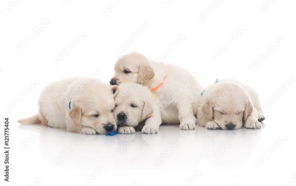 small cute golden retriever puppy,  on white background