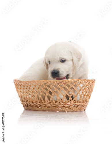 one onemonth golden retriaver witn broun basket . studio shot photo