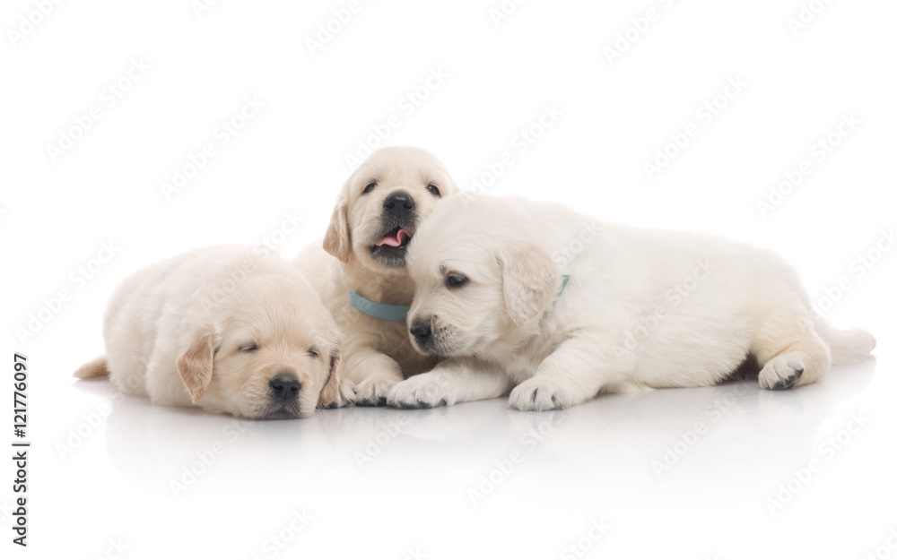 small cute golden retriever puppy, on white background small cute golden retriever puppy, on white background