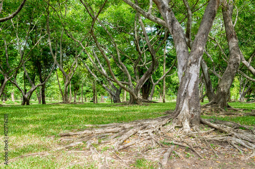 Mangrove root forest shady tranquility