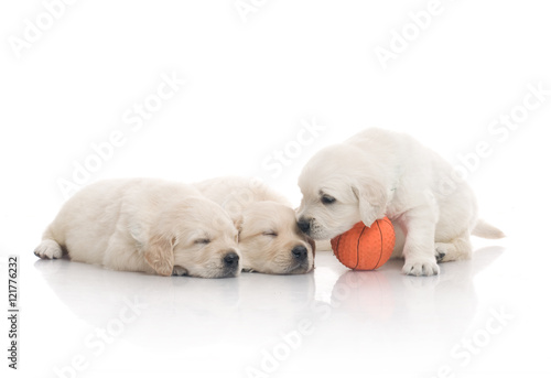 small cute golden retriever puppy   on white background