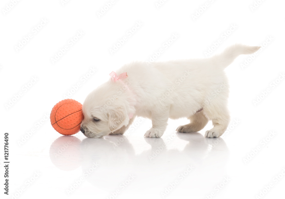 one onemonth golden retriaver play with small orange basketball ball . studio shot one onemonth golden retriaver play with small orange basketball ball . studio shot