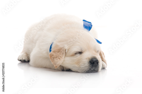 one onemonth golden retriaver . studio shot