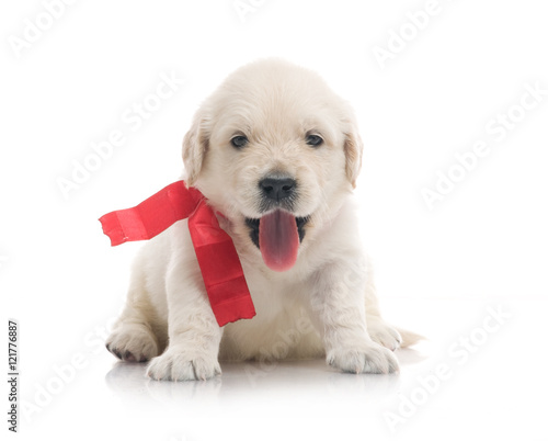 one onemonth golden retriaver . studio shot