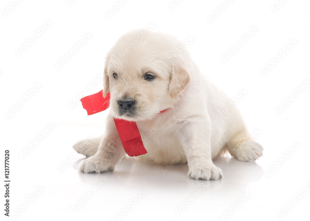 small cute golden retriever puppy, on white background small cute golden retriever puppy, on white background