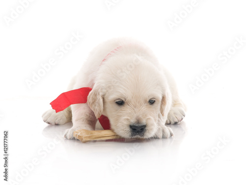 small cute golden retriever puppy,  on white background © Евгений Кожевников