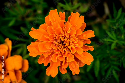 Merigold orange flower