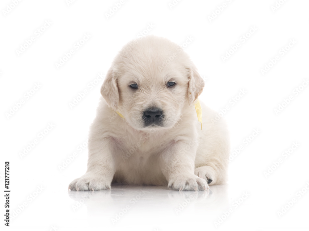 One Month Cute Small Golden Retriever Puppy At Studio Shot Stock Photo Adobe Stock