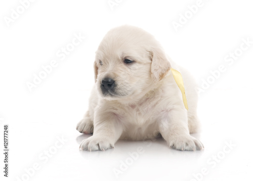 one month cute small golden retriever puppy at studio shot