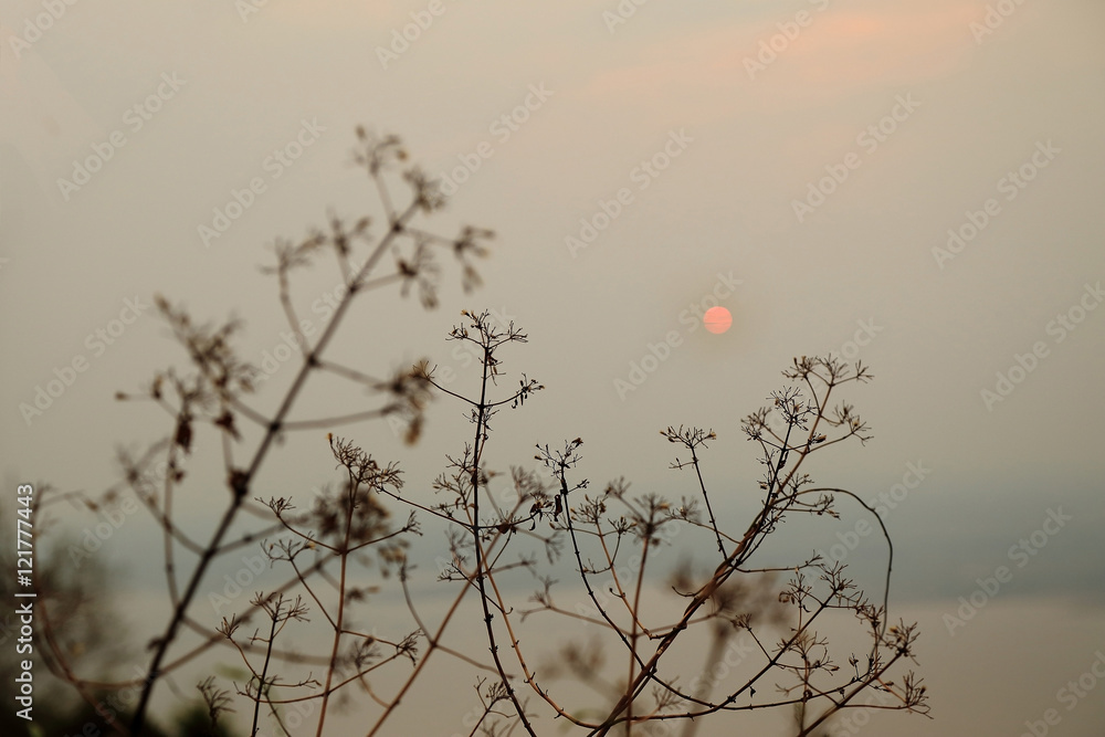 Obraz premium Silhouette of tree branches with sunset on background.