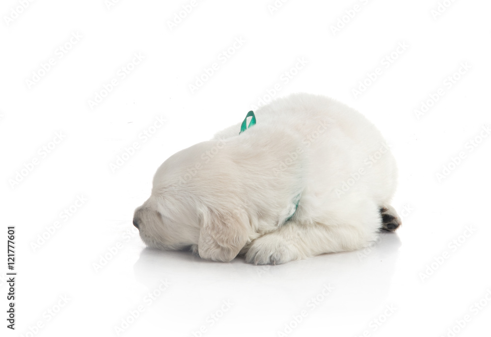 one month cute small golden retriever puppy at studio shot one month cute small golden retriever puppy at studio shot