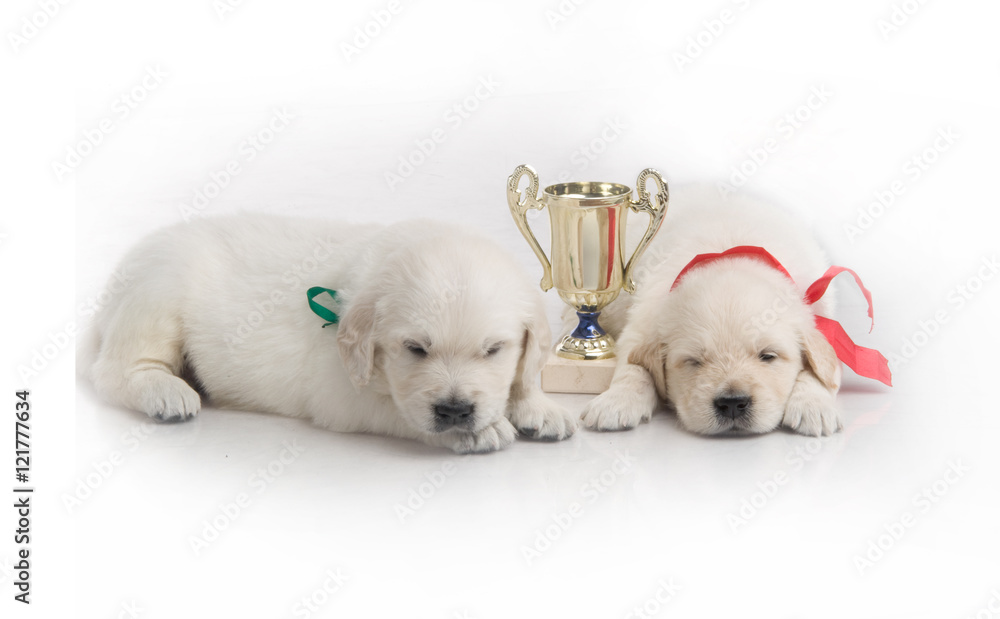 one month cute small golden retriever puppy at studio shot one month cute small golden retriever puppy at studio shot