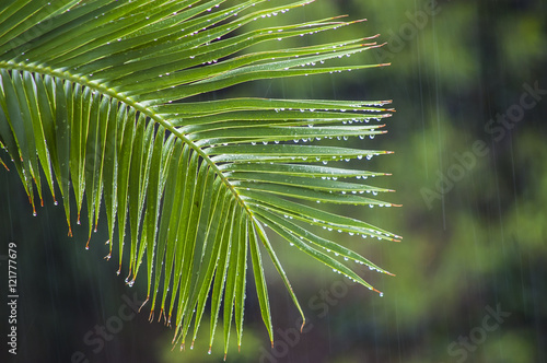 Raindrops on the branch of palm trees under a tropical downpour