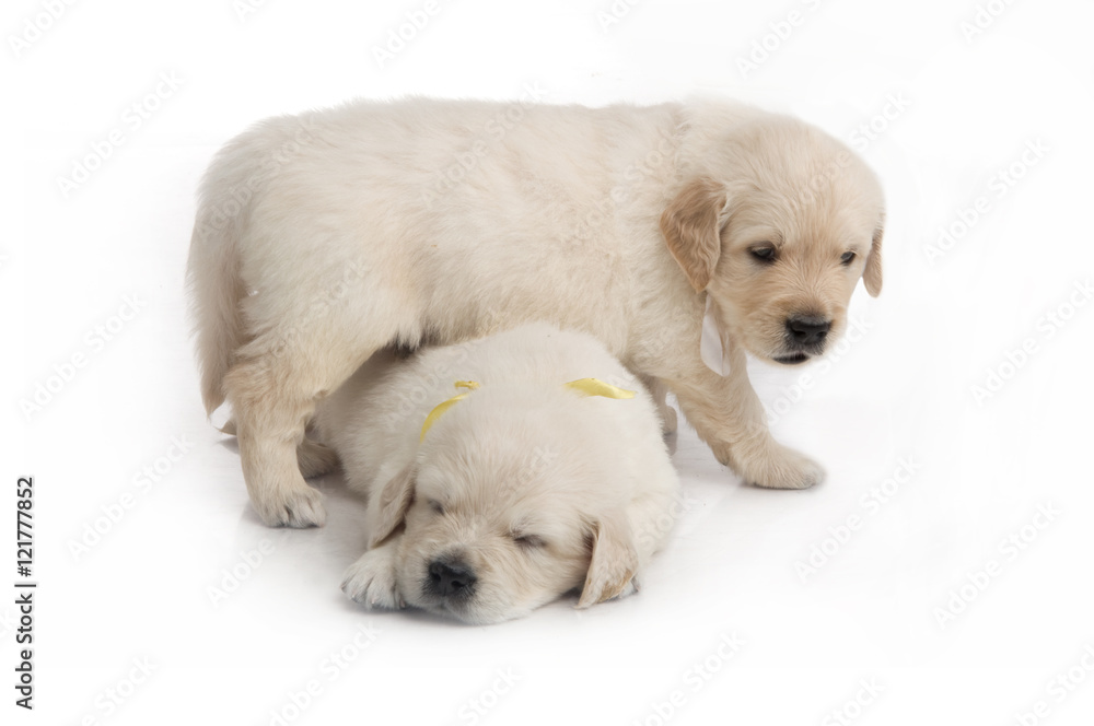 one month cute small golden retriever puppy at studio shot one month cute small golden retriever puppy at studio shot