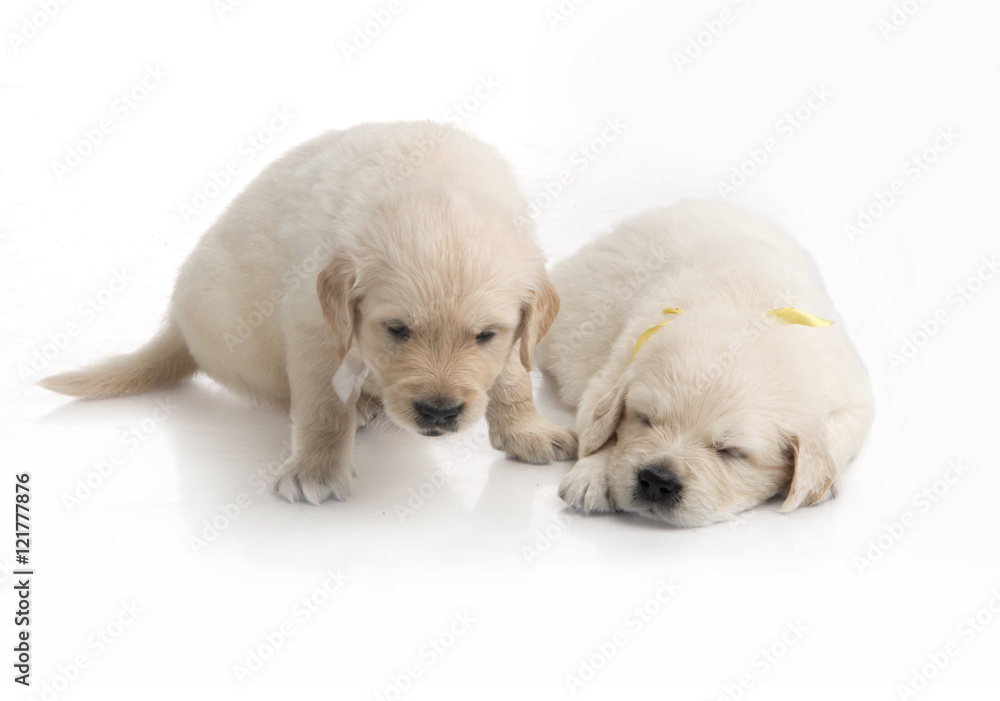 one month cute small golden retriever puppy at studio shot one month cute small golden retriever puppy at studio shot