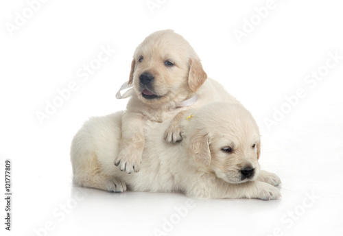 one month cute small golden retriever puppy at studio shot