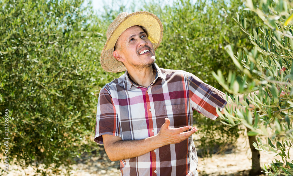 cheerful mature man gardener standing among olive trees
