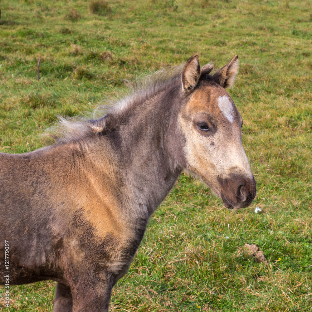 Little foal on the grass background Little foal on the grass background