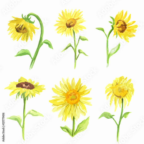 Watercolor sunflower set on white background. Summer flower. Beautiful garden illustration.