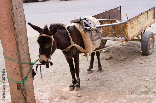 Moroccan donkey