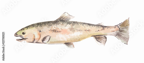 Isolated watercolor fish on white background. Fresh and raw seafood.