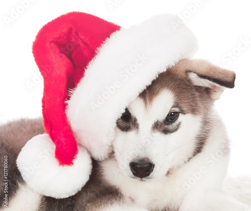 Animals. One puppy Husky white isolated, Christmas hat