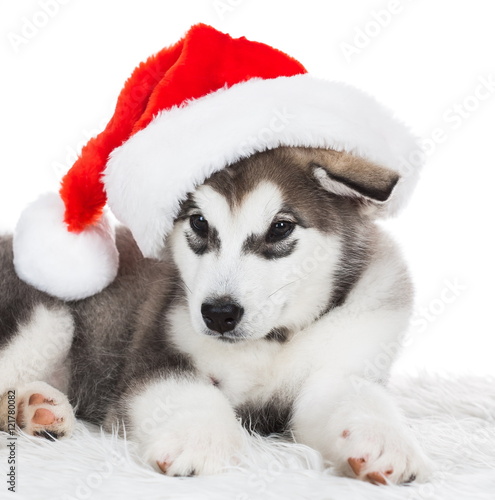 Animals. One puppy Husky white isolated, Christmas hat