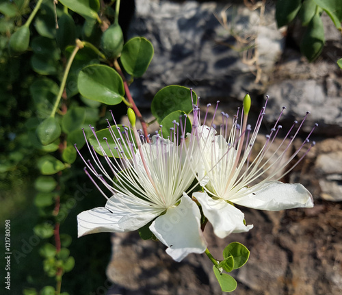 Kapernblueten; Kapernstrauch; Capparis; spinosa photo