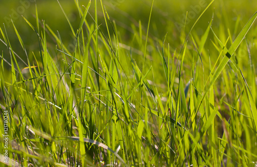 The grass in the sunlight closeup.