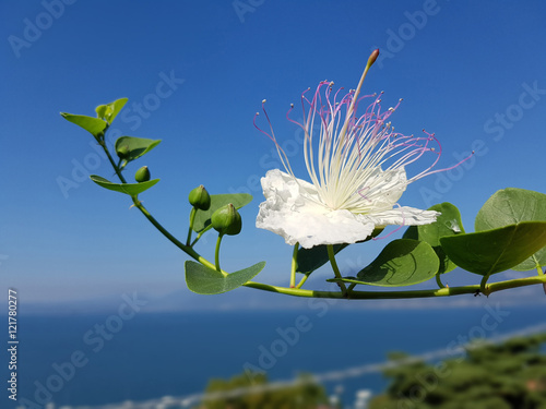 Kapernblueten; Kapernstrauch; Capparis; spinosa photo