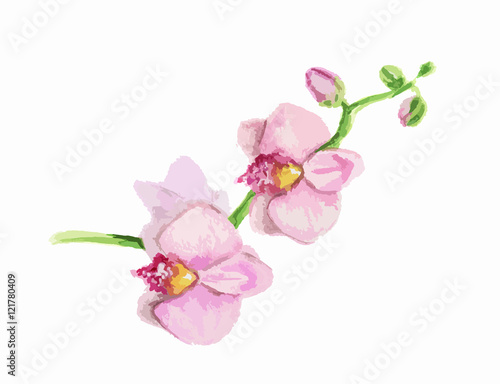 Isolated watercolor sakura flower on white background