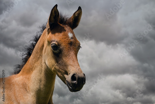 Arabian horse foal and stomy sky