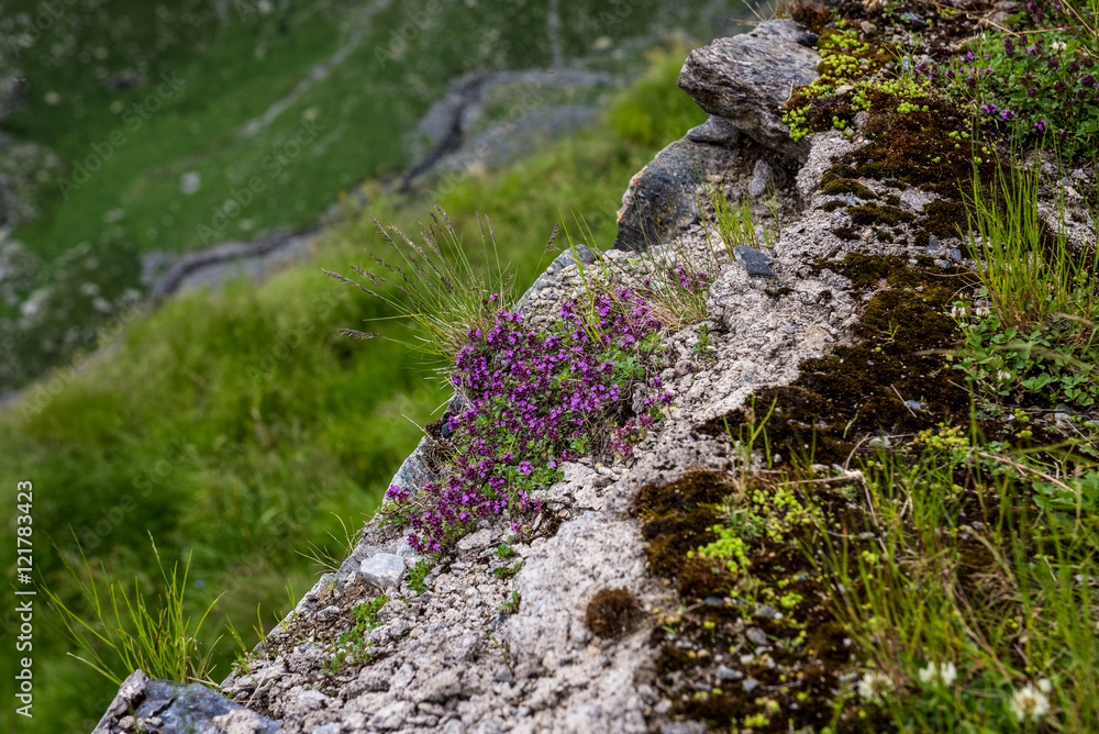 Plant on the rock next to Transfagarasan Road in southern section of Carpathian Mountains in Romania Plant on the rock next to Transfagarasan Road in southern section of Carpathian Mountains in Romania