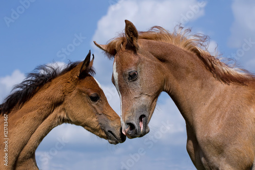 Arabian horse foals © rhoenes