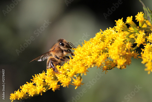 honeybee at late summer © Silvia Hahnefeld