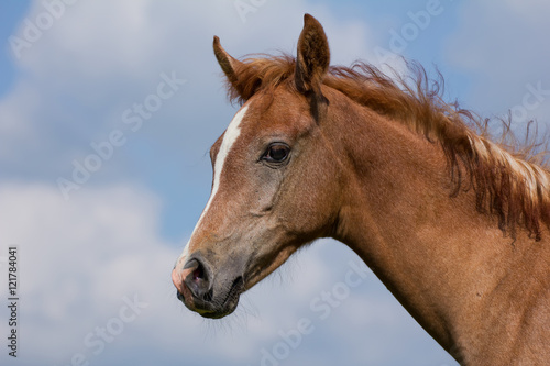Arabian horse foal and blue sky © rhoenes