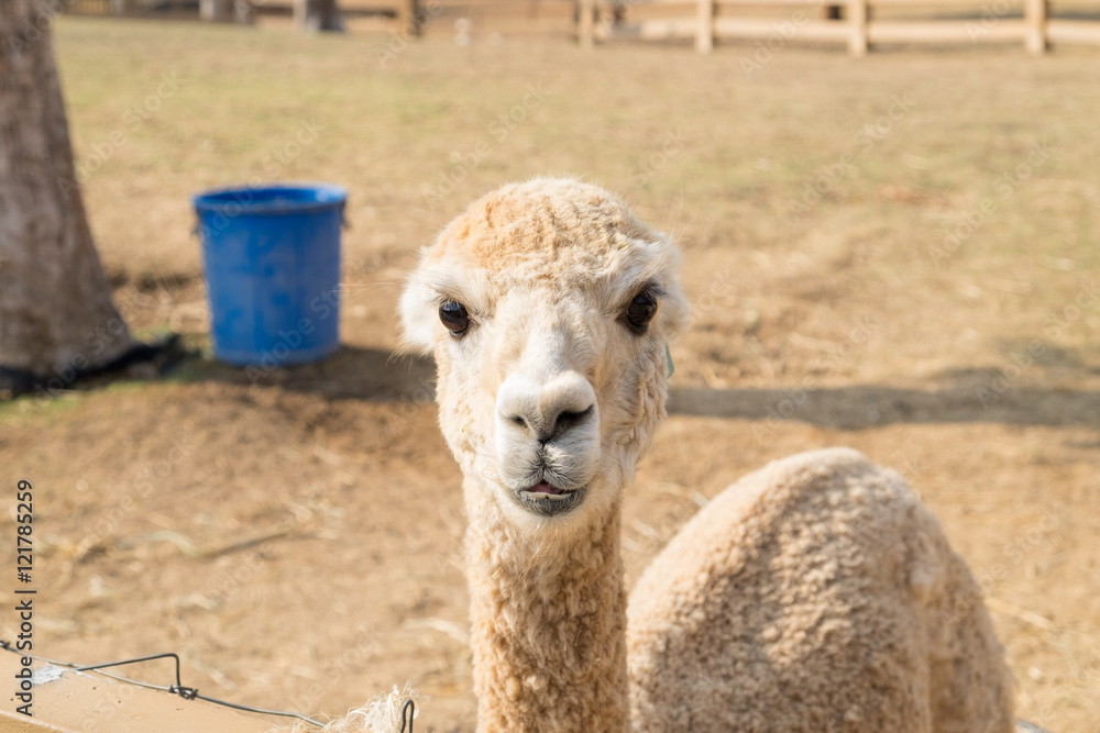 Obraz premium Alpaca wool brown standing looking in farm
