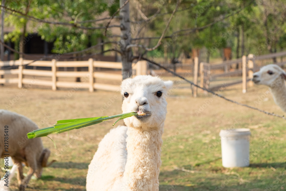 Fototapeta premium Alpaca wool white eating grass playfully