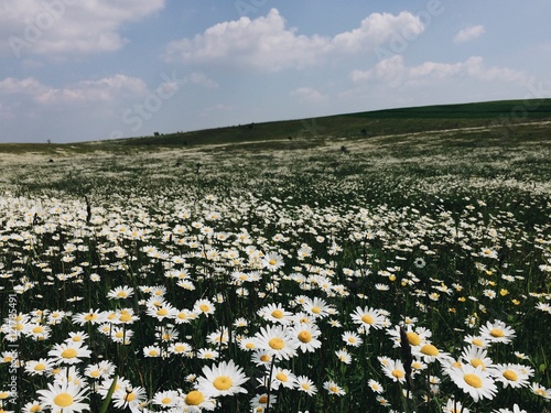 beautiful white flowers chamomile field landscape panorama